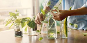 Scopri di più sull'articolo Come coltivare il Pothos in acqua e dentro casa
