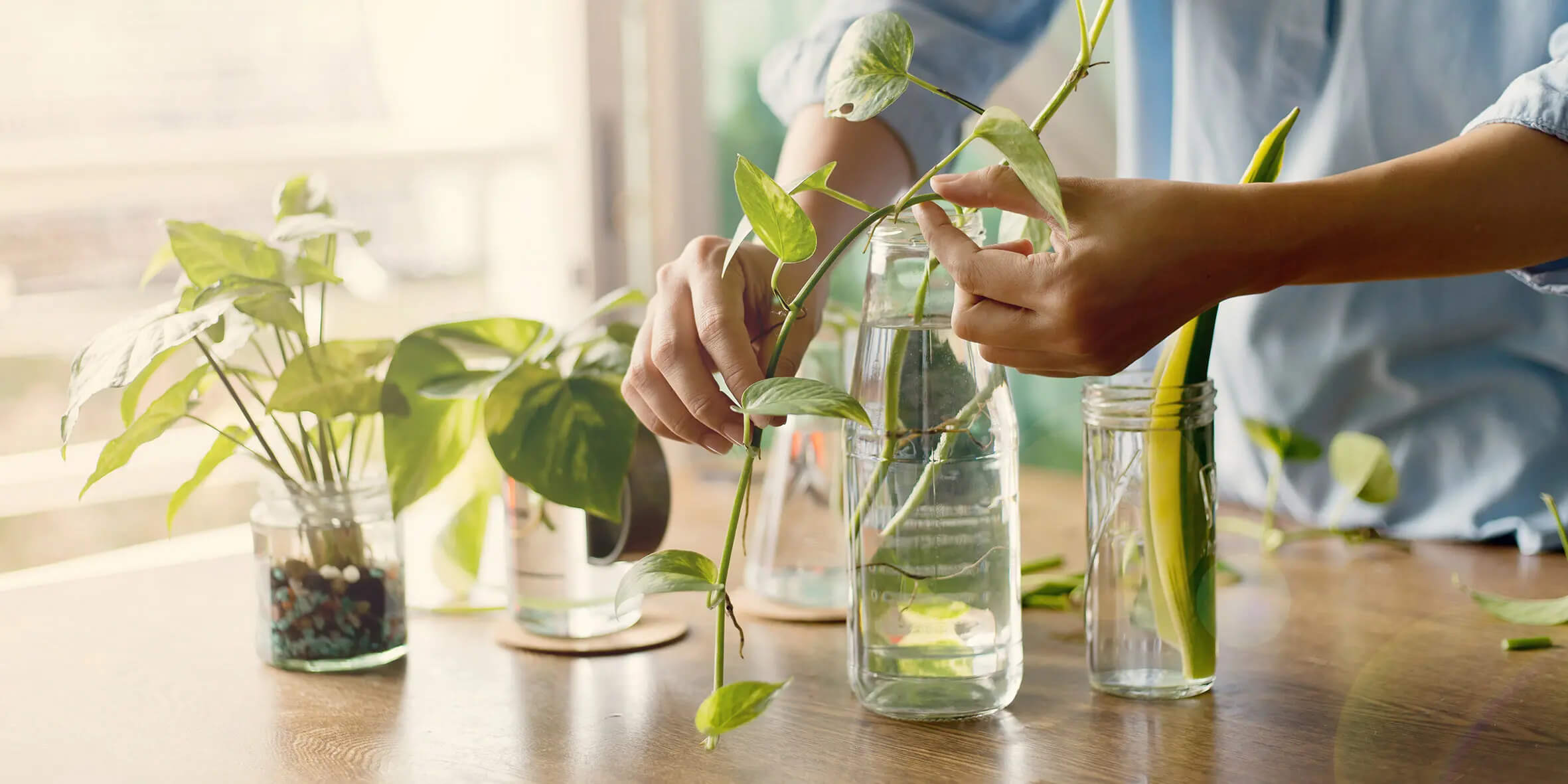 Al momento stai visualizzando Come coltivare il Pothos in acqua e dentro casa