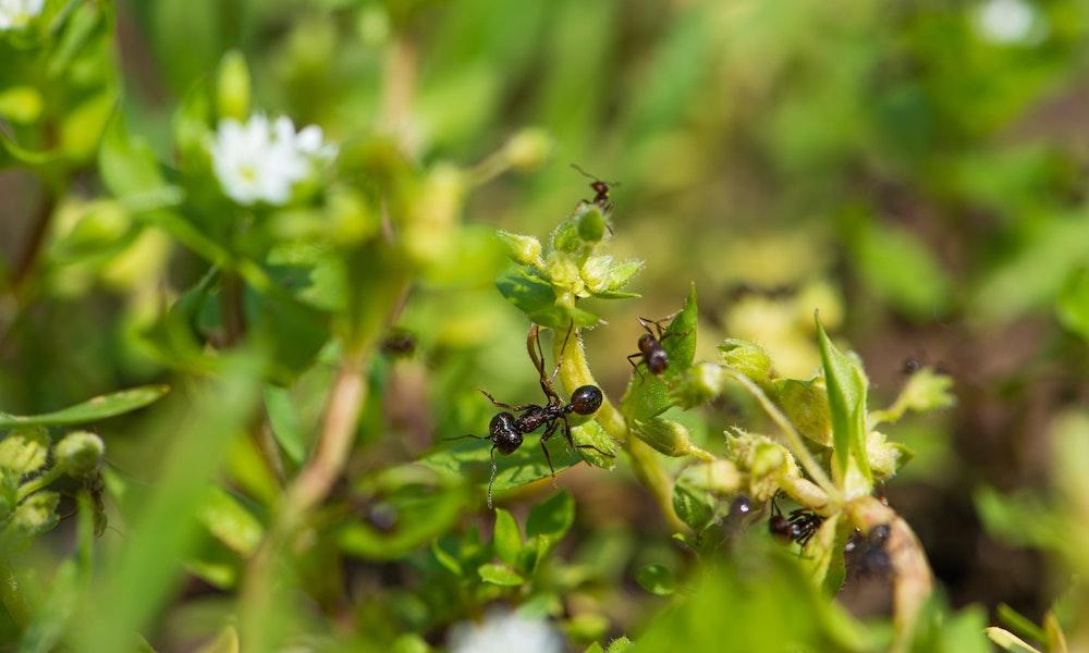 Al momento stai visualizzando Come eliminare le formiche dal giardino: rimedi naturali