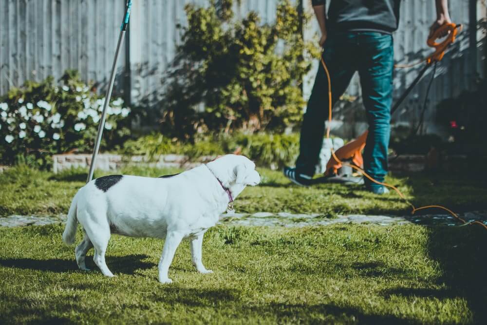 Al momento stai visualizzando Progettazione di un giardino quasi perfetto