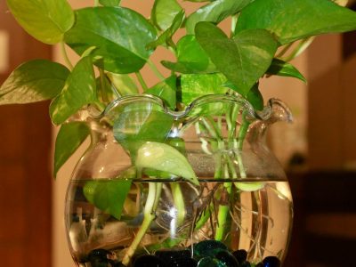 Piante in acqua: idee per usare l’idrocoltura in casa